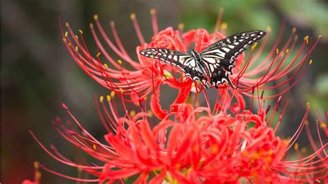 Red Spider Lily Lycoris Radiata Heirloom Bulbs Off