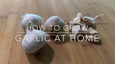 How To Grow Garlic At Home Quick And Easy Steps Youtube