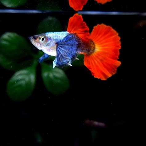 Dumbo Red Tail Guppy MO Aquatics