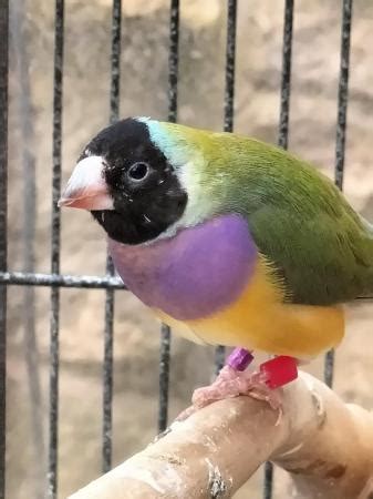 X Gouldian Finches For Sale Online Bird Auctions