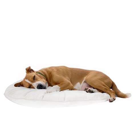 Download Cozy Sleeping Dog Png Oup