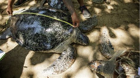 Penyelundupan Puluhan Penyu Digagalkan Di Bali Bbc News Indonesia