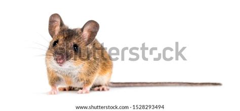 Eurasian Mouse Apodemus Species Front White Stock Photo 1528293494