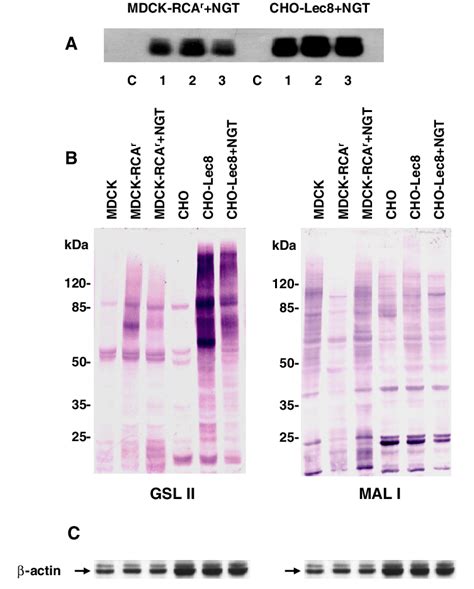 Udp Glcnac Transporter Ngt Overexpression And Analysis Of Phenotypic Download Scientific