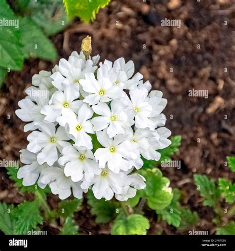 Verbena Leaf Hi Res Stock Photography And Images Alamy