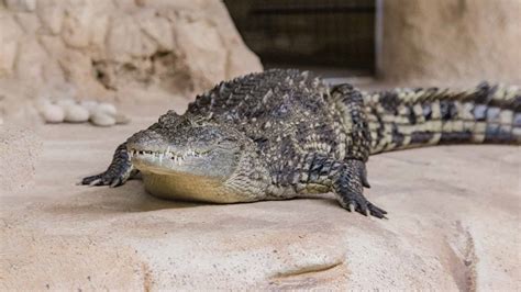 Nile crocodile - Zoo Boise