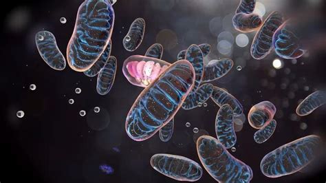 Animation By Nanobot Medical On Mitochondria The So Called