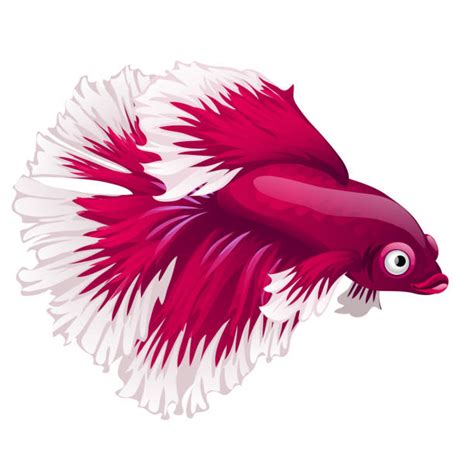 Betta Fish Background Illustrations, Royalty-Free Vector Graphics ...