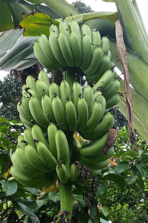 Warisan Petani Tanaman Pisang 6 Pokok Pisang Berangan