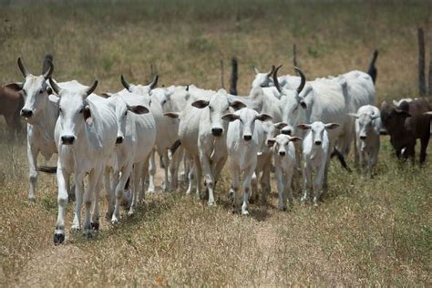 Alta oferta pressiona mercado físico do boi gordo A GRANJA Total Agro