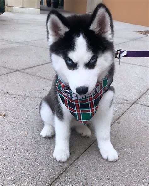 Adorable Siberian Husky Puppies