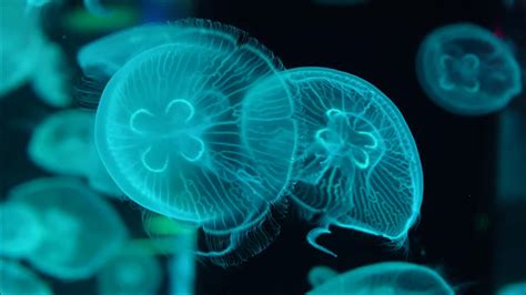 Premium stock video - Multiple colorful jellyfish in aquarium