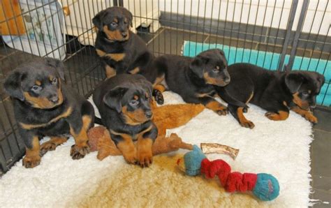 Beauceron Puppies For Sale In United States Petzlover