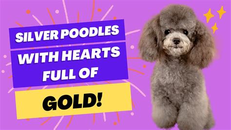 Silver Poodles - With Hearts Full Of Gold | PoodleHQ