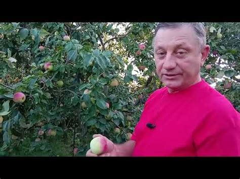 Экскурсия по яблоневому саду. Летние сорта урожая 2022 г. - YouTube