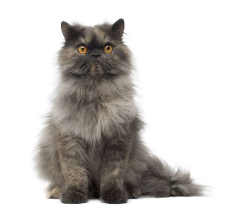 Persian Cat Breed Full Profile Facts History And Information