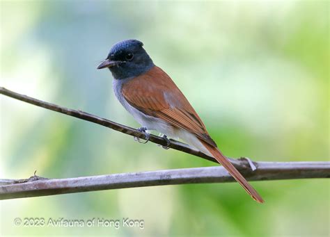 Amur Paradise Flycatcher 綬帶