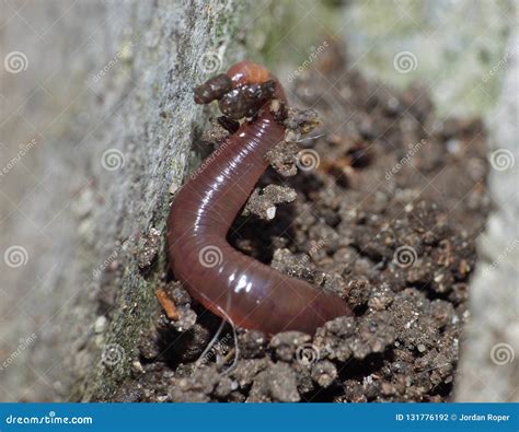 close  worm caterpillars stock photography cartoondealercom