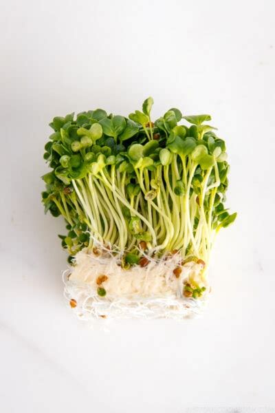 Kaiware Daikon Daikon Radish Sprouts • Just One Cookbook