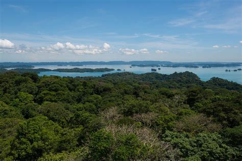 STRI Bosque de Isla Barro Colorado dejó de ser monitoreado Destino