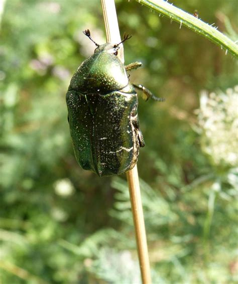 insecte
