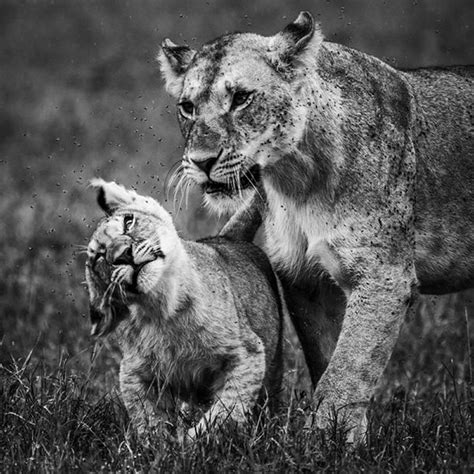 laurent baheuxs stunning black white photography captures