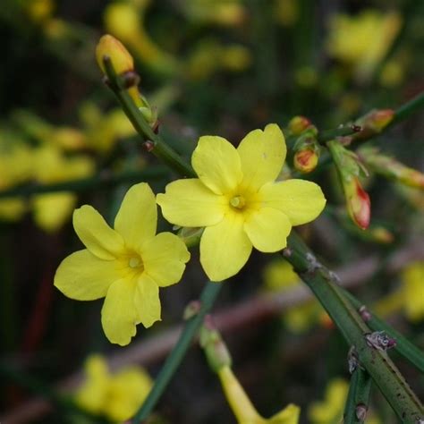 Jaśmin nagokwiatowy Jasminum nudiflorum opis wygląd wymagania