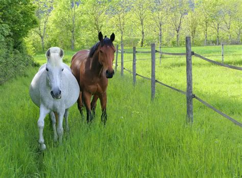 Horse Pregnancy: Signs, Stages, Timeline & Care – Just for my Horse