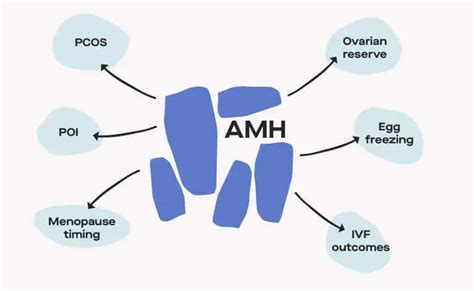 What Is A Good Amh Level To Get Pregnant Renew Healthcare