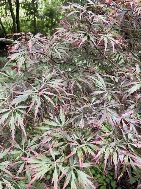 Acer Palmatum Dissectum Nigrum Poppins Plants