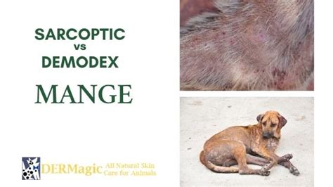 Sarcoptic Mange In Dogs || Mange In Dogs || Prevention