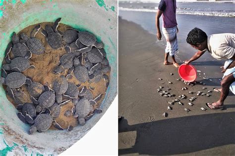 Record Year For Olive Ridley Turtles In Bangladesh As Conservation Work