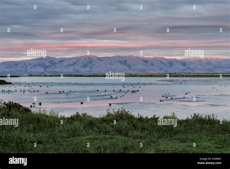 Diablo Range And Charleston Slough Sunset After The Rain Stock Photo
