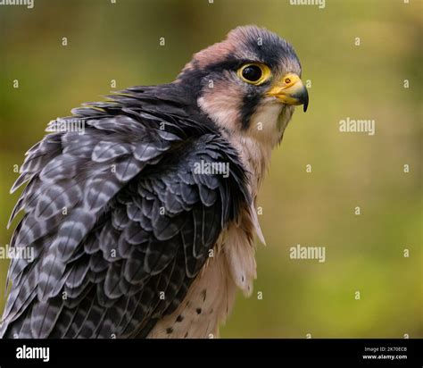 Portrait Of A Lanner Falcon Stock Photo Alamy