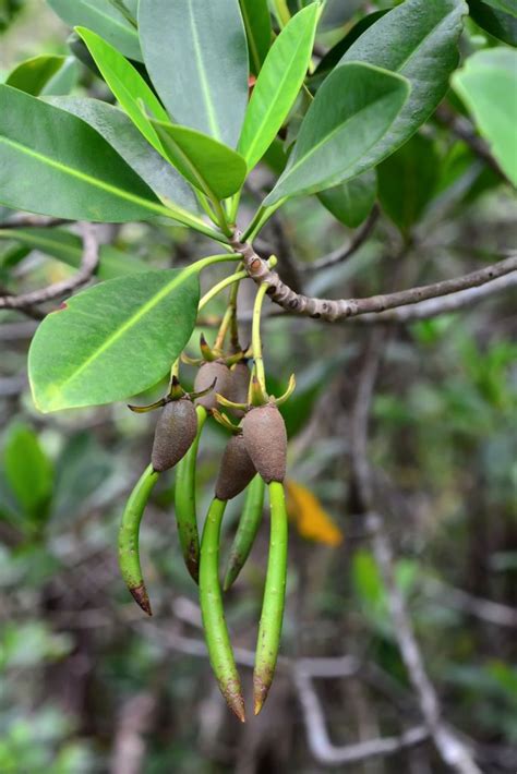 Mangrove Trees Care How To Grow Mangrove Trees Indoors