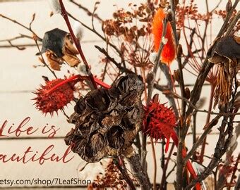 Pussy Willow Bouquet Etsy