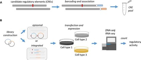 Principle Of Massively Parallel Reporter Assays Mpras Mpras Are Used