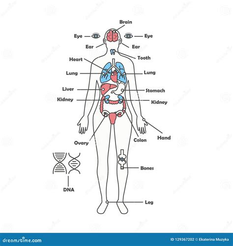 Los órganos Internos Del Cuerpo Humano Femenino De La Anatomía Vector El Diagrama Ilustración