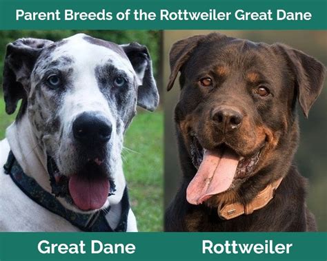 Rottweiler Great Dane Mix: Info, Pictures, Temperament & Facts | Pet Keen