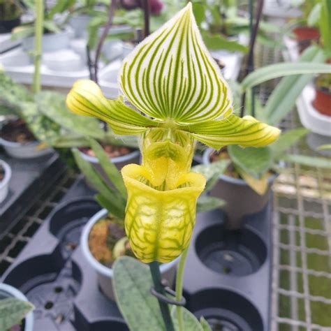 Paphiopedilum Venustum Var Album