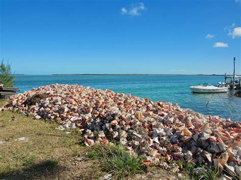 Galley Wench Tales Bimini Bahamas The Art Of Conch Salad