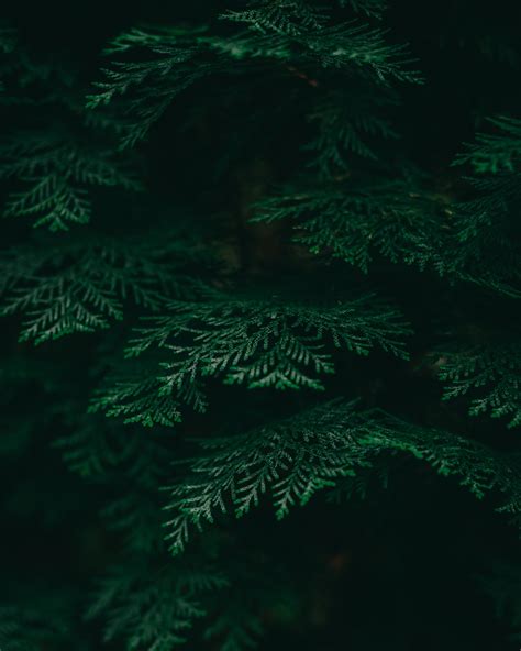 Close-Up Shot of Pine Leaves · Free Stock Photo