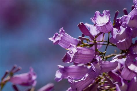 Usos Y Beneficios De La Jacaranda