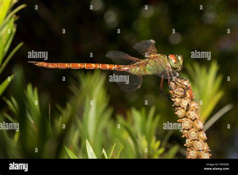 Asuncion Paraguay Rd November A Dragonfly Coryphaeschna