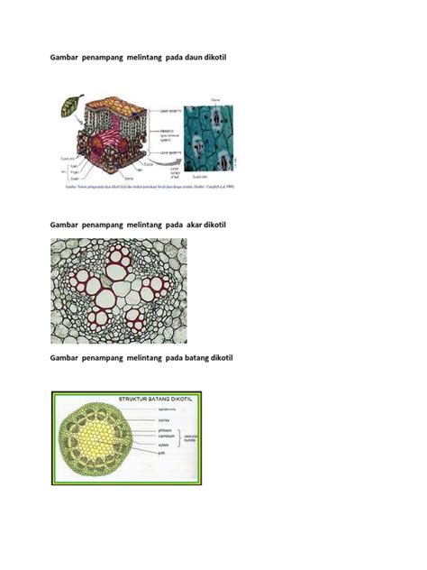 Detail Gambar Penampang Melintang Daun Dikotil Koleksi Nomer 40