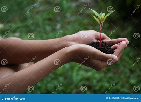 Manos Humanas Que Sostienen La Planta Verde Sobre Fondo De La