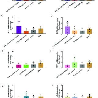 Fold Change In Mct Renal Mrna In Hormone Treated Ovx And Cst Rats A