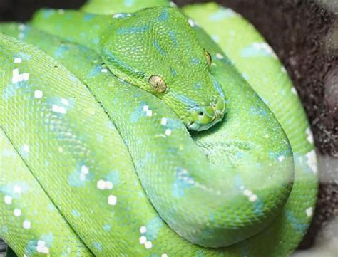 Scrub (Amethystine) Python | The Animal Facts | Appearance, Diet, Habitat