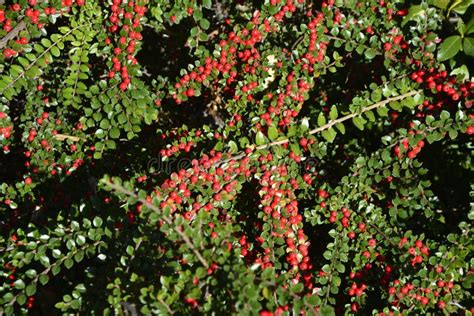 Bright Red Cotoneaster Berries Cotoneaster Horizontalis Plant Stock