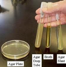 Culture Media Used For Bacterial Growth Types Of Culture Media